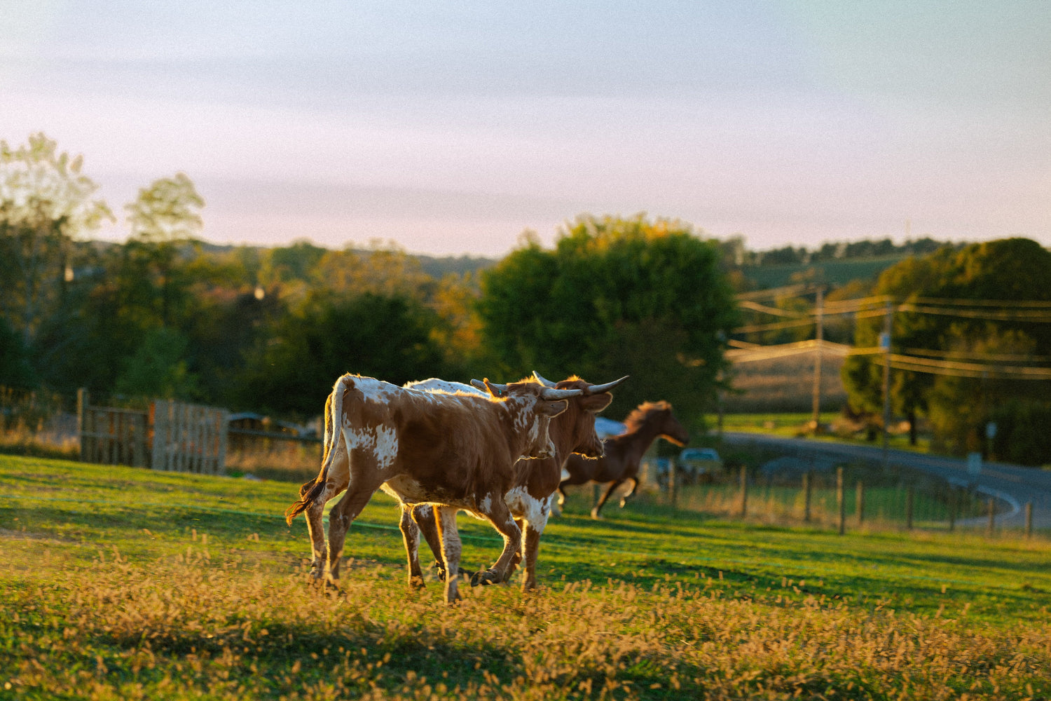 Zabiha Halal Beef Products