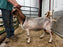 Eid Al Adha Goat#077