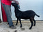 Eid Al Adha Goat Blue-024