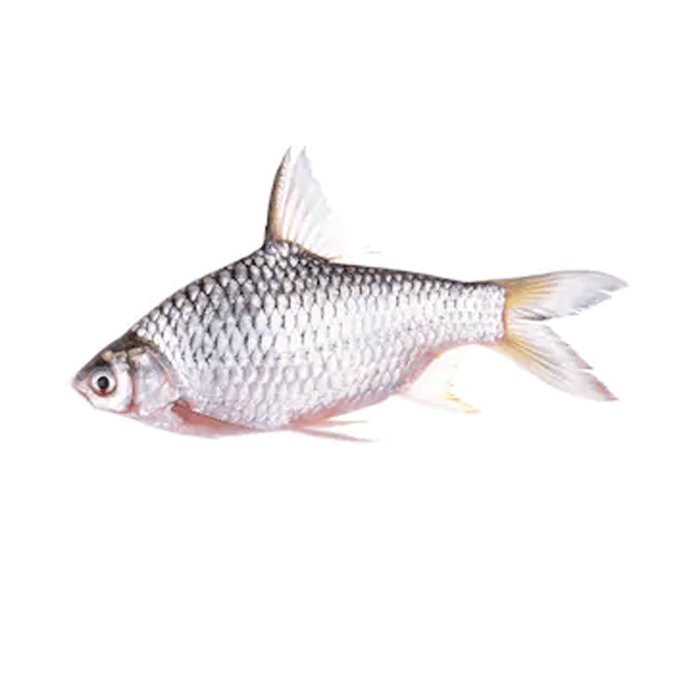 whole-rohu-fish-5lbs